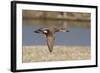 Male Gadwall Duck in Flight-Hal Beral-Framed Photographic Print