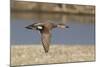 Male Gadwall Duck in Flight-Hal Beral-Mounted Photographic Print