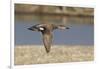 Male Gadwall Duck in Flight-Hal Beral-Framed Photographic Print