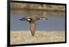 Male Gadwall Duck in Flight-Hal Beral-Framed Photographic Print