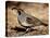 Male Gambel's Quail Scratching for Food, Henderson Bird Viewing Preserve-James Hager-Stretched Canvas