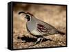 Male Gambel's Quail Scratching for Food, Henderson Bird Viewing Preserve-James Hager-Framed Stretched Canvas