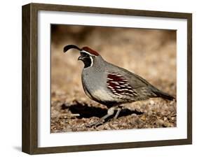 Male Gambel's Quail Scratching for Food, Henderson Bird Viewing Preserve-James Hager-Framed Photographic Print