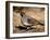 Male Gambel's Quail Scratching for Food, Henderson Bird Viewing Preserve-James Hager-Framed Photographic Print