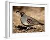 Male Gambel's Quail Scratching for Food, Henderson Bird Viewing Preserve-James Hager-Framed Photographic Print