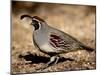 Male Gambel's Quail Scratching for Food, Henderson Bird Viewing Preserve-James Hager-Mounted Photographic Print