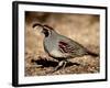 Male Gambel's Quail Scratching for Food, Henderson Bird Viewing Preserve-James Hager-Framed Photographic Print