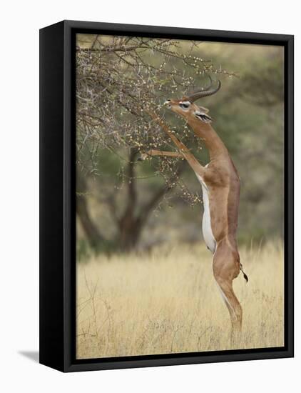 Male Gerenuk (Litocranius Walleri), Samburu National Reserve, Kenya-James Hager-Framed Stretched Canvas