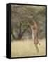 Male Gerenuk (Litocranius Walleri), Samburu National Reserve, Kenya-James Hager-Framed Stretched Canvas