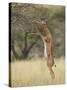 Male Gerenuk (Litocranius Walleri), Samburu National Reserve, Kenya-James Hager-Stretched Canvas