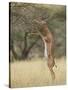 Male Gerenuk (Litocranius Walleri), Samburu National Reserve, Kenya-James Hager-Stretched Canvas