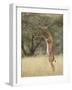 Male Gerenuk (Litocranius Walleri), Samburu National Reserve, Kenya-James Hager-Framed Photographic Print