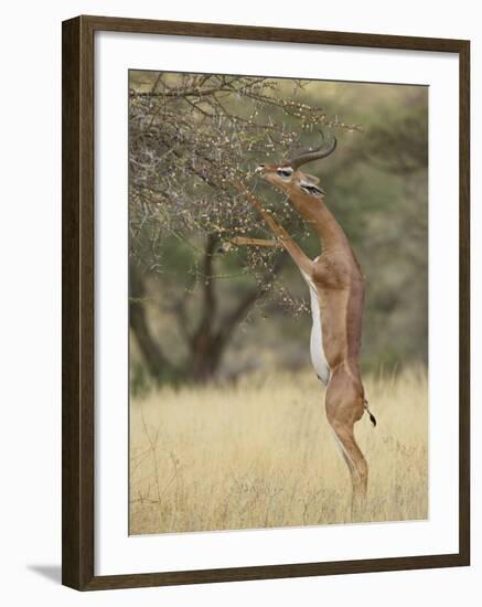 Male Gerenuk (Litocranius Walleri), Samburu National Reserve, Kenya-James Hager-Framed Photographic Print