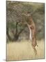 Male Gerenuk (Litocranius Walleri), Samburu National Reserve, Kenya-James Hager-Mounted Photographic Print