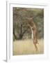 Male Gerenuk (Litocranius Walleri), Samburu National Reserve, Kenya-James Hager-Framed Photographic Print