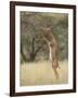 Male Gerenuk (Litocranius Walleri), Samburu National Reserve, Kenya-James Hager-Framed Photographic Print