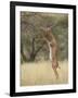 Male Gerenuk (Litocranius Walleri), Samburu National Reserve, Kenya-James Hager-Framed Photographic Print