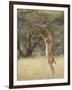 Male Gerenuk (Litocranius Walleri), Samburu National Reserve, Kenya-James Hager-Framed Photographic Print