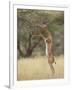 Male Gerenuk (Litocranius Walleri), Samburu National Reserve, Kenya-James Hager-Framed Photographic Print