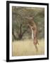 Male Gerenuk (Litocranius Walleri), Samburu National Reserve, Kenya-James Hager-Framed Photographic Print