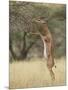 Male Gerenuk (Litocranius Walleri), Samburu National Reserve, Kenya-James Hager-Mounted Photographic Print