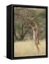 Male Gerenuk (Litocranius Walleri), Samburu National Reserve, Kenya-James Hager-Framed Stretched Canvas