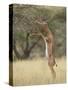 Male Gerenuk (Litocranius Walleri), Samburu National Reserve, Kenya-James Hager-Stretched Canvas