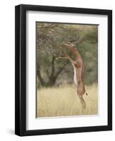 Male Gerenuk (Litocranius Walleri), Samburu National Reserve, Kenya-James Hager-Framed Premium Photographic Print