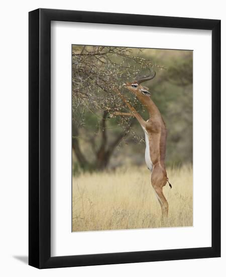 Male Gerenuk (Litocranius Walleri), Samburu National Reserve, Kenya-James Hager-Framed Premium Photographic Print