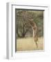 Male Gerenuk (Litocranius Walleri), Samburu National Reserve, Kenya-James Hager-Framed Premium Photographic Print