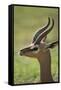 Male Gerenuk-DLILLC-Framed Stretched Canvas