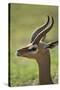 Male Gerenuk-DLILLC-Stretched Canvas