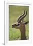 Male Gerenuk-DLILLC-Framed Photographic Print