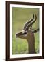 Male Gerenuk-DLILLC-Framed Photographic Print