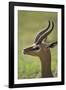 Male Gerenuk-DLILLC-Framed Photographic Print