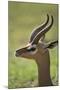 Male Gerenuk-DLILLC-Mounted Photographic Print