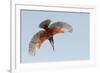 Male Giant kingfisher diving, Allahein River, The Gambia-Bernard Castelein-Framed Photographic Print