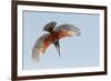 Male Giant kingfisher diving, Allahein River, The Gambia-Bernard Castelein-Framed Photographic Print