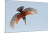 Male Giant kingfisher diving, Allahein River, The Gambia-Bernard Castelein-Mounted Photographic Print