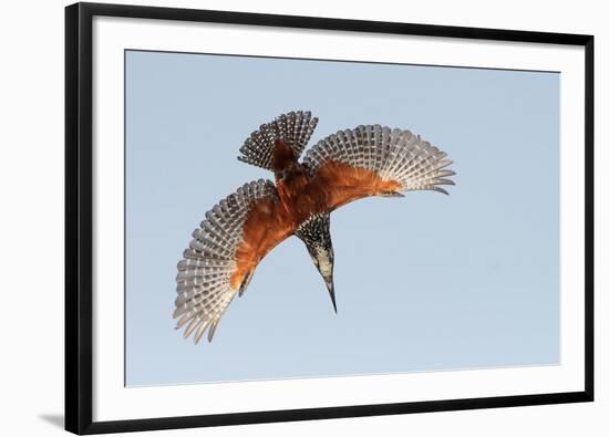 Male Giant kingfisher diving, Allahein River, The Gambia-Bernard Castelein-Framed Photographic Print