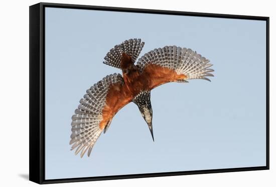 Male Giant kingfisher diving, Allahein River, The Gambia-Bernard Castelein-Framed Stretched Canvas