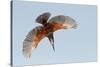 Male Giant kingfisher diving, Allahein River, The Gambia-Bernard Castelein-Stretched Canvas