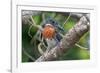 Male Giant kingfisher perched on branch, The Gambia-Bernard Castelein-Framed Photographic Print