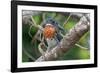 Male Giant kingfisher perched on branch, The Gambia-Bernard Castelein-Framed Photographic Print