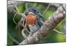 Male Giant kingfisher perched on branch, The Gambia-Bernard Castelein-Mounted Photographic Print