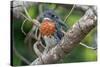 Male Giant kingfisher perched on branch, The Gambia-Bernard Castelein-Stretched Canvas