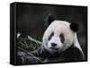 Male Giant Panda Wolong Nature Reserve, China-Eric Baccega-Framed Stretched Canvas