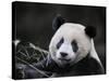 Male Giant Panda Wolong Nature Reserve, China-Eric Baccega-Stretched Canvas