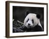 Male Giant Panda Wolong Nature Reserve, China-Eric Baccega-Framed Photographic Print