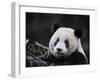 Male Giant Panda Wolong Nature Reserve, China-Eric Baccega-Framed Photographic Print